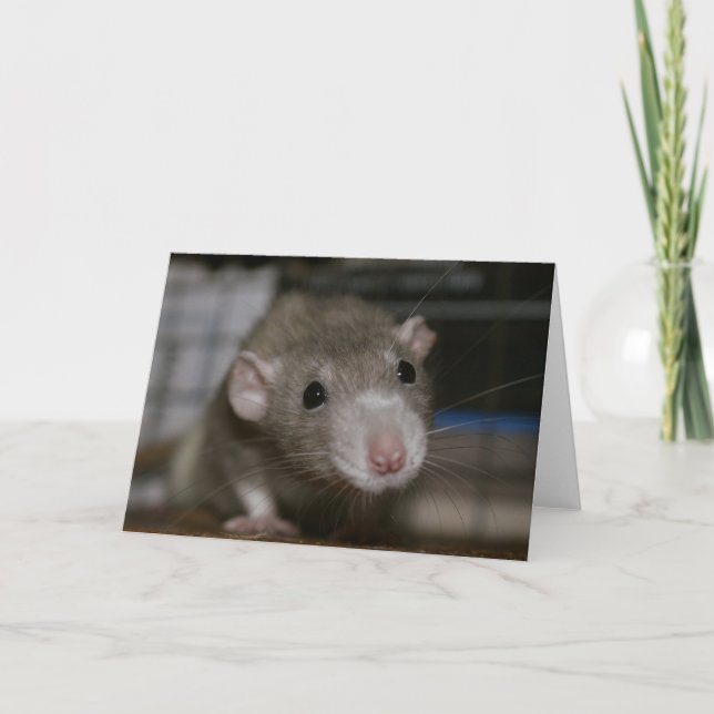 Curious Rat Card (Front)