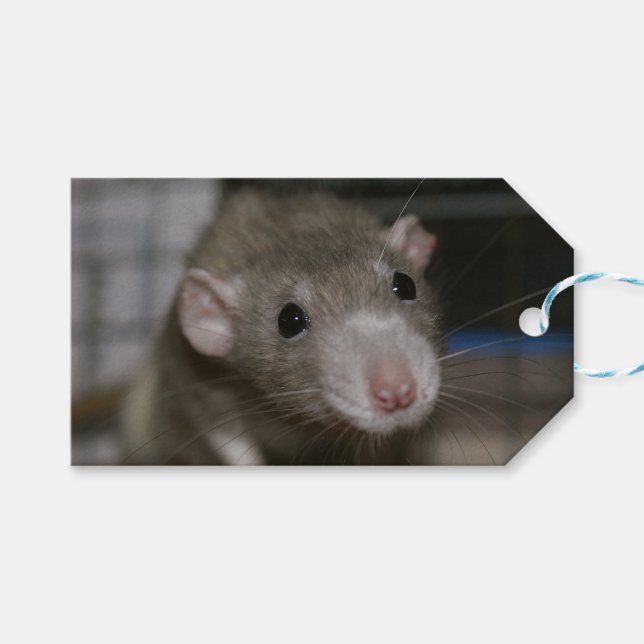 Curious Rat Gift Tags (Front (Horizontal))