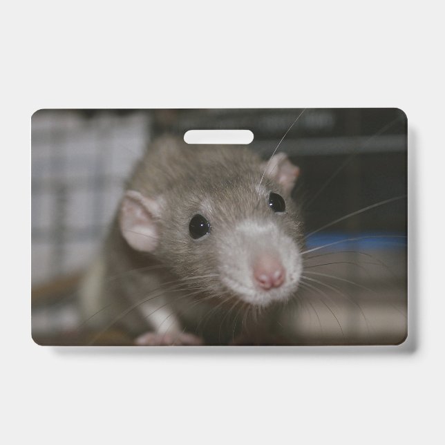 Curious Rat ID Badge (Front)