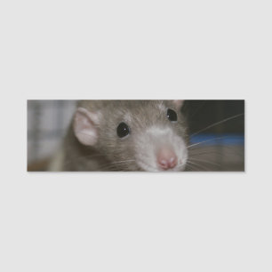 Curious Rat Name Tag