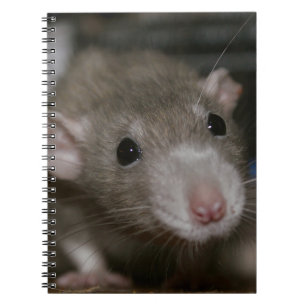 Curious Rat Notebook