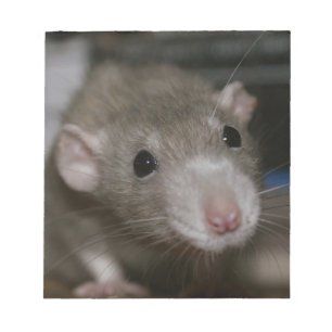 Curious Rat Notepad