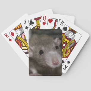 Curious Rat Playing Cards