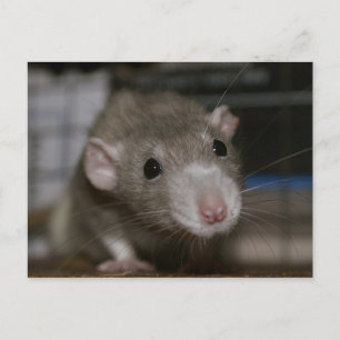 Curious Rat Postcard