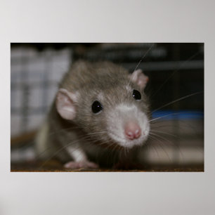 Curious Rat Poster