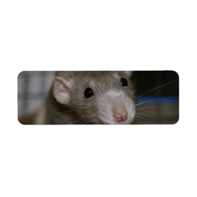 Curious Rat Return Address Label (Front)