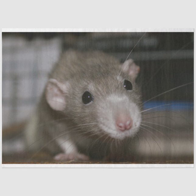 Curious Rat Tissue Paper (Front)