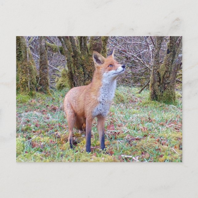 Curious Red Fox Looking Up Woodland Wildlife Art Postcard (Front)
