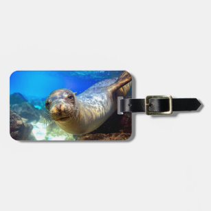 Curious sea lion underwater Galapagos paradise Luggage Tag
