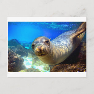 Curious sea lion underwater Galapagos paradise Postcard