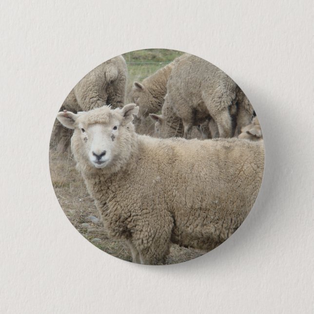 Curious Sheep 6 Cm Round Badge (Front)