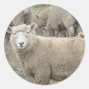 Curious Sheep Classic Round Sticker