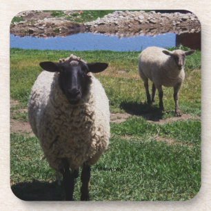 Curious Sheep Coaster