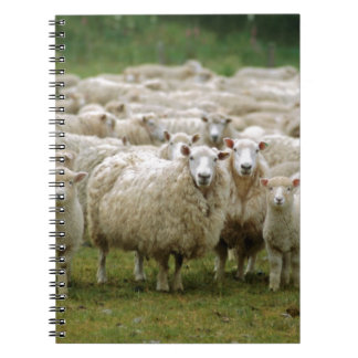 Curious Sheep Notebook