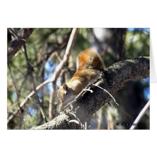 Curious Squirrel (Front Horizontal)