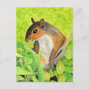 Curious Squirrel - Wildlife Art Postcard