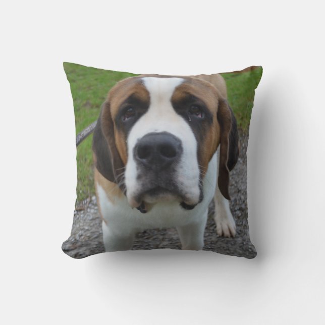 Curious St Bernard Cushion (Front)
