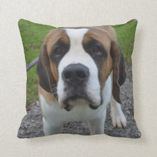 Curious St Bernard Cushion