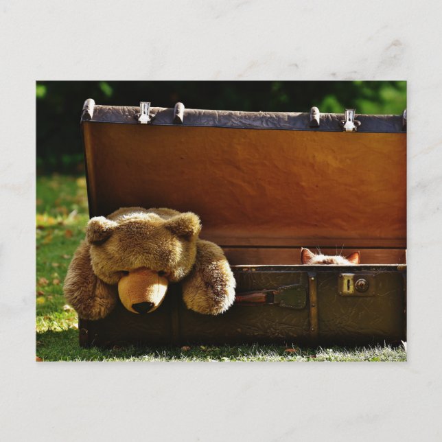 Curious Suitcase Kitten with Stuffed Teddy Postcard (Front)