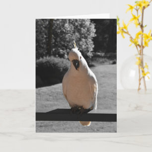Curious Sulphur-Crested Cockatoo Greeting Card