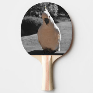 Curious Sulphur-Crested Cockatoo Ping Pong Paddle