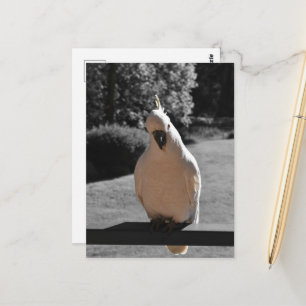 Curious Sulphur-Crested Cockatoo Postcard