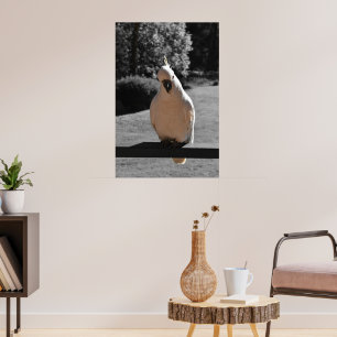Curious Sulphur-Crested Cockatoo Poster