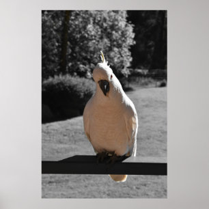 Curious Sulphur-Crested Cockatoo Poster