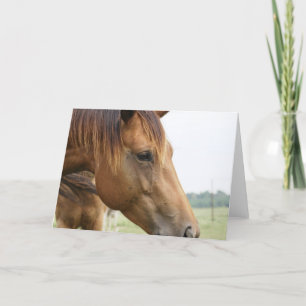 Curious Thoroughbred Greeting Card