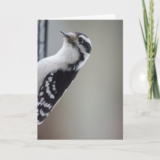 Curious Woodpecker Card (Front)