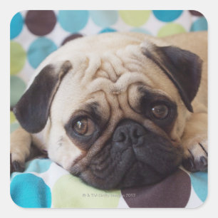 curious young pet square sticker