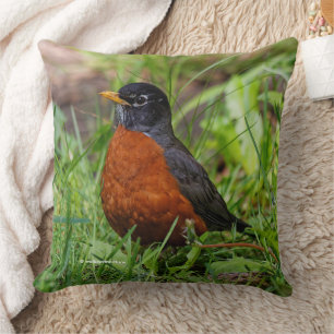 CuriousAmerican Robin Songbird in the Grass Cushion