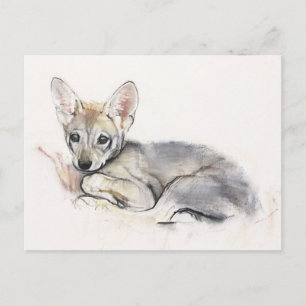 Curled Arabian Wolf Pup 2009 Postcard