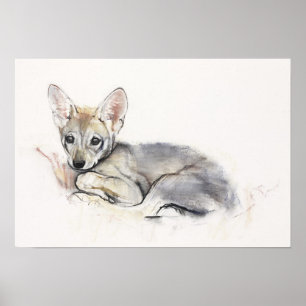 Curled Arabian Wolf Pup 2009 Poster