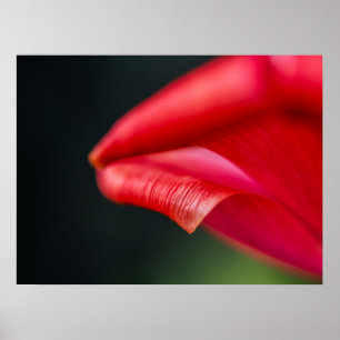 Curled Red Tulip Flower Petal Nature Photograph Poster