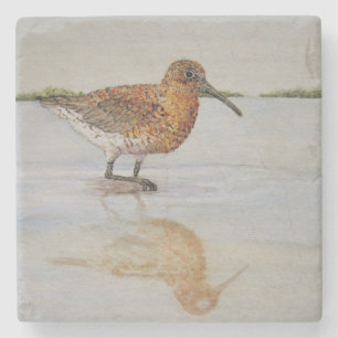 Curlew Sandpiper Coaster