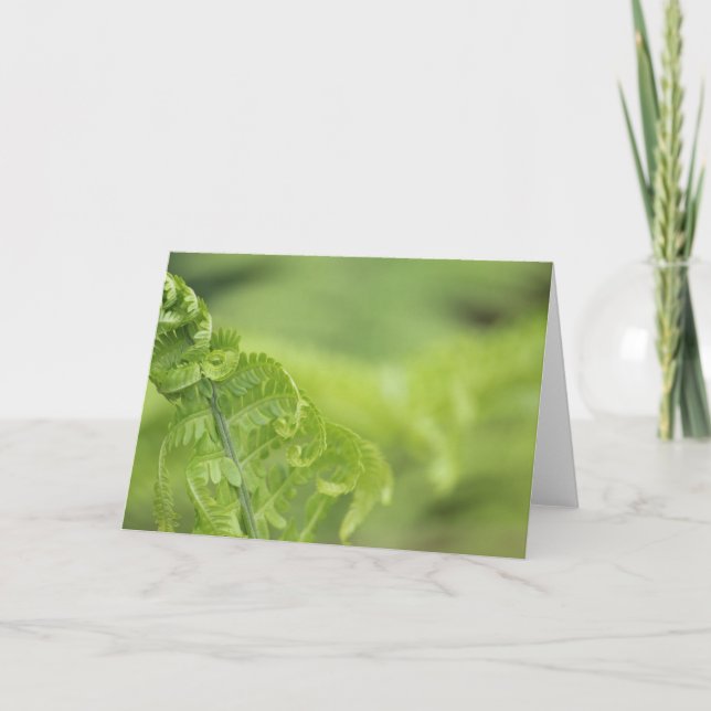 Curling Fern Leaves, Greenery, Blurred Background Card (Front)