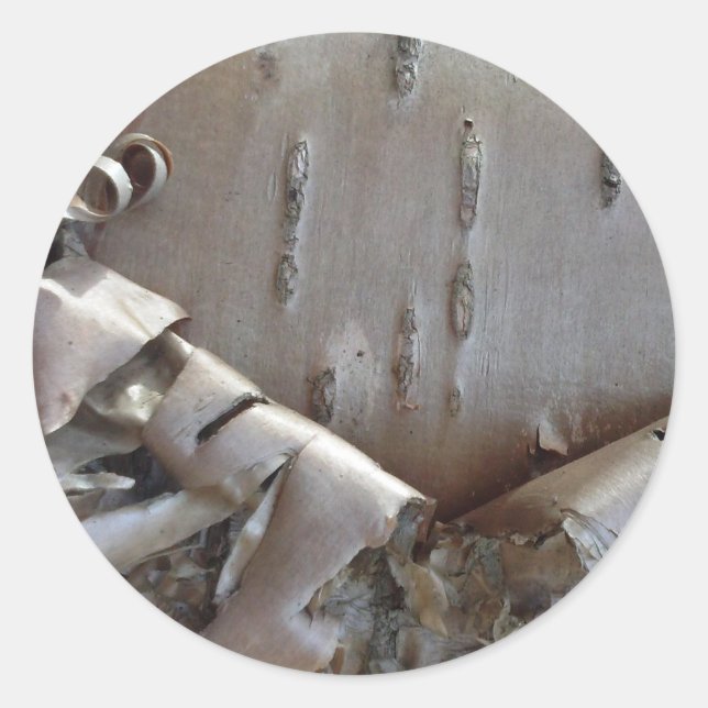 Curly Birch Bark Tree Rustic Classic Round Sticker (Front)