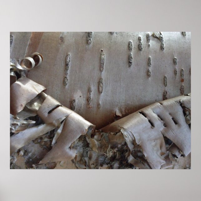 Curly Birch Bark Tree Rustic Poster (Front)