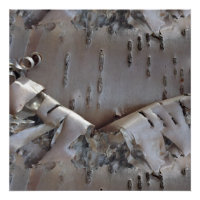 Curly Birch Bark Tree Rustic