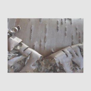 Curly Birch Bark Tree Rustic Tissue Paper