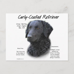 Curly-Coated Retriever History Design Postcard