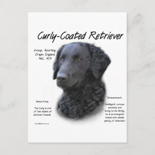 Curly-Coated Retriever History Design Postcard