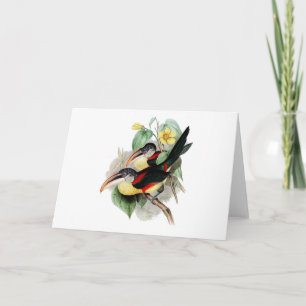 Curly-crested Aracari Card
