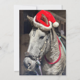 Curly Horse Christmas card