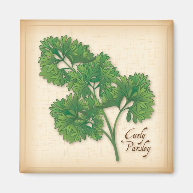 Curly Parsley Herb Magnet (Front)
