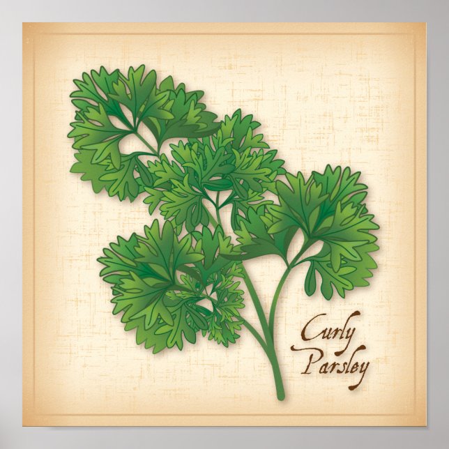Curly Parsley Herb Poster (Front)