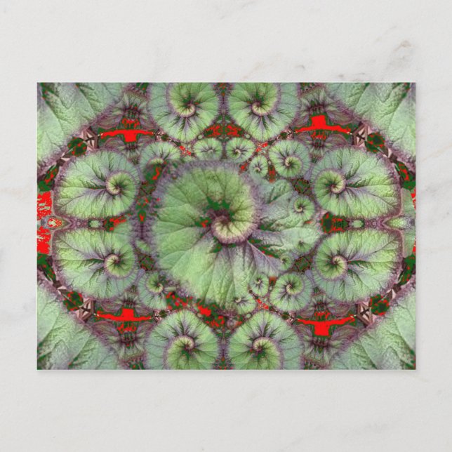 Curly Snail Begonia gifts by Sharles Postcard (Front)