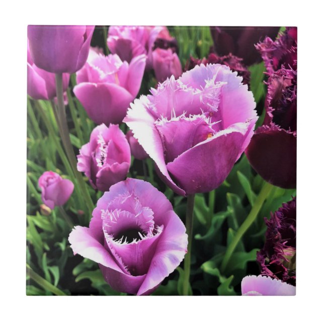 Curly Sue Purple Tulips, Oregon Ceramic Tile (Front)