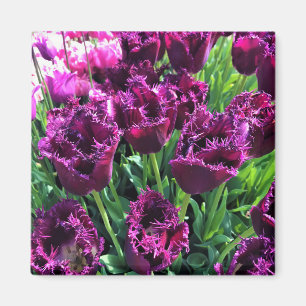Curly Sue Purple Tulips, Oregon Magnet